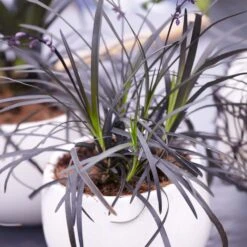 Black Mondo Grass -Green Plant Store BLack Mondo Grass 4 FGT