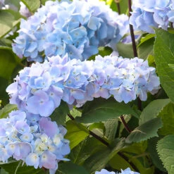 Blue Enchantress® Hydrangea 9 Blue Enchantress® Hydrangea -Green Plant Store BLue Enchantress Hydrangea 1 BB