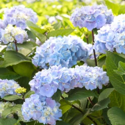 Blue Enchantress® Hydrangea 10 Blue Enchantress® Hydrangea -Green Plant Store BLue Enchantress Hydrangea 2 FGT