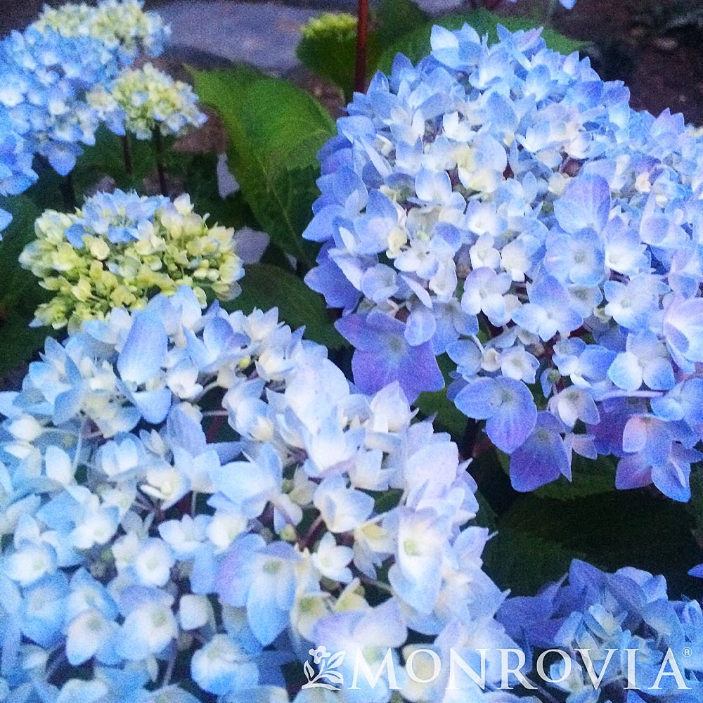 Blue Enchantress® Hydrangea 7 Blue Enchantress® Hydrangea - Image 5