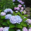 Blue Enchantress® Hydrangea -Green Plant Store BLue Enchantress Hydrangea FGT 600x600 7b5d35ff 1f6a 471d a8d4 9a9c6618ba67