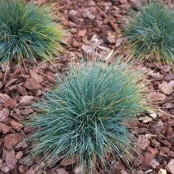 Blue Fescue Grass -Green Plant Store BLue Fescue Grass 3 FGT