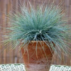 Blue Fescue Grass -Green Plant Store BLue Fescue Grass 5