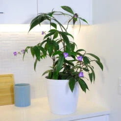 Weeping Blue Ginger Plant -Green Plant Store BLue Ginger 4 FGT