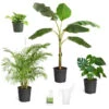 Boho House Plant Kit 1 Boho House Plant Kit -Green Plant Store BOho 600x600 c18f6f40 a706 4683 8d4d 6247365c24ef