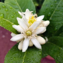 Buddha's Hand Citron -Green Plant Store BUddhas Hand Citrus 4