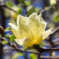 Magnolia 'Butterflies' Tree -Green Plant Store BUtterflies Magnolia 3 FGT