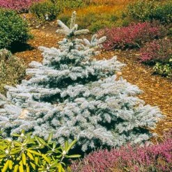 Baby Blue Spruce Tree 7 Baby Blue Spruce Tree -Green Plant Store Baby Blue 2