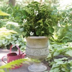 Bushel And Berry® Baby Cakes Blackberry® 11 Bushel And Berry® Baby Cakes Blackberry® -Green Plant Store Baby Cakes Blackberry 1