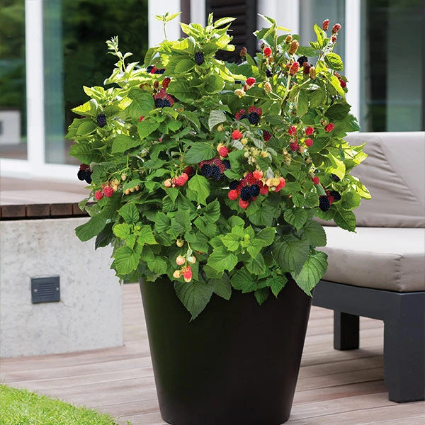 Bushel And Berry® Baby Cakes Blackberry® 3 Bushel And Berry® Baby Cakes Blackberry®