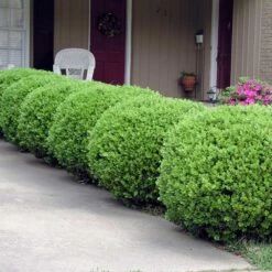 Baby Gem™ Boxwood Shrub 11 Baby Gem™ Boxwood Shrub -Green Plant Store Baby Gem 2
