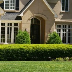 Baby Gem™ Boxwood Shrub 10 Baby Gem™ Boxwood Shrub -Green Plant Store Baby Gem 4