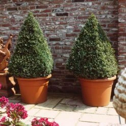 Baby Gem™ Boxwood Shrub 12 Baby Gem™ Boxwood Shrub -Green Plant Store Baby Gem 6
