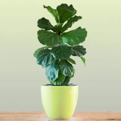 New Apartment House Plant Kit -Green Plant Store Bambino FIddleLeafFIg 1 FGT bd3dd921 c687 4854 8196 8b43f064984d