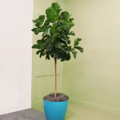 Bambino Fiddle Leaf Fig 11 Bambino Fiddle Leaf Fig -Green Plant Store Bambino FIddleLeafFIg 6