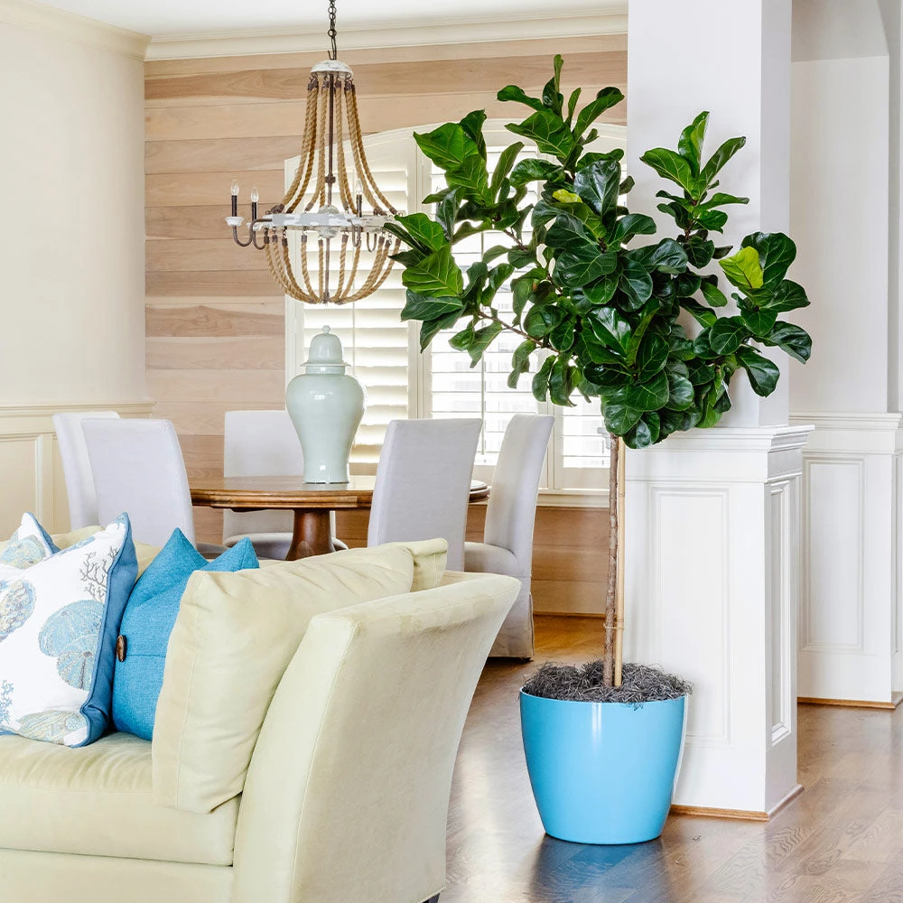 Bambino Fiddle Leaf Fig 4 Bambino Fiddle Leaf Fig - Image 2