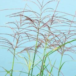 Miscanthus Bandwidth (Chinese Silver Grass) 10 Miscanthus Bandwidth (Chinese Silver Grass) -Green Plant Store Bandwidth Maiden Grass 2
