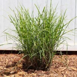 Miscanthus Bandwidth (Chinese Silver Grass) 11 Miscanthus Bandwidth (Chinese Silver Grass) -Green Plant Store Bandwidth Maiden Grass 4