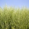 Miscanthus Bandwidth (Chinese Silver Grass) -Green Plant Store Bandwidth Maiden Grass 600x600 ece76c70 1172 4417 9899 9d537da262a5
