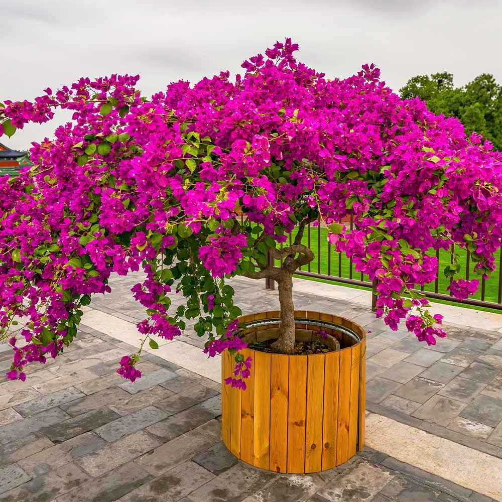 Barbara Karst Bougainvillea 10 Barbara Karst Bougainvillea - Image 8