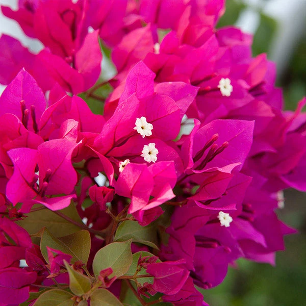 Barbara Karst Bougainvillea 3 Barbara Karst Bougainvillea