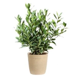 Bay Laurel 16 Bay Laurel -Green Plant Store Bay Laurel 3G Delilah Tan pot