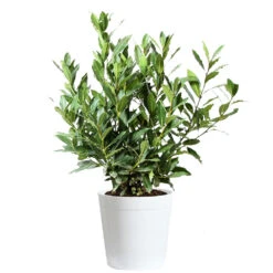 Bay Laurel 18 Bay Laurel -Green Plant Store Bay Laurel 3G Delilah White pot