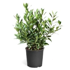 Bay Laurel 17 Bay Laurel -Green Plant Store Bay Laurel 3G standard pot