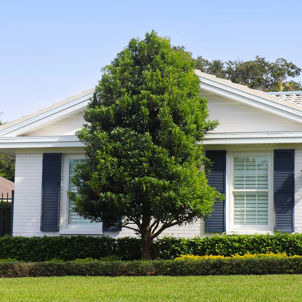 Bay Laurel 4 Bay Laurel - Image 3