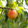 Belle Of Georgia Peach Tree (USDA Organic) -Green Plant Store Belle of Georgia 600x600 45f29838 b04b 4d42 a727 f87c911c882b