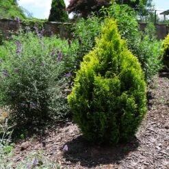 Berckman's Gold Arborvitae -Green Plant Store Berckmans Arborvitae 1 FGT