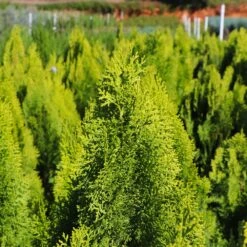 Berckman's Gold Arborvitae -Green Plant Store Berckmans Arborvitae 8