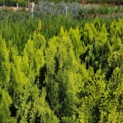 Berckman's Gold Arborvitae -Green Plant Store Berckmans Arborvitae 9