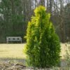 Berckman's Gold Arborvitae 1 Berckman's Gold Arborvitae -Green Plant Store Berckmans Arborvitae FGT 600x600 ce6c5eef 9b4c 4e6a b08d bfba171097c6