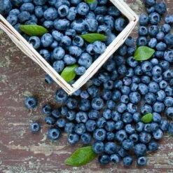 Biloxi Blueberry Bush -Green Plant Store Biloxi Blueberry 1