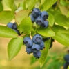 Biloxi Blueberry Bush 2 Biloxi Blueberry Bush -Green Plant Store Biloxi Blueberry 600x600 9b2d6c1b b8be 4f97 beef aefdfd737345