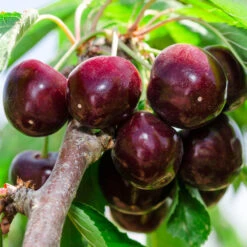 Cherry Pollinator Pack -Green Plant Store Bing Cherry Tree 2 BB