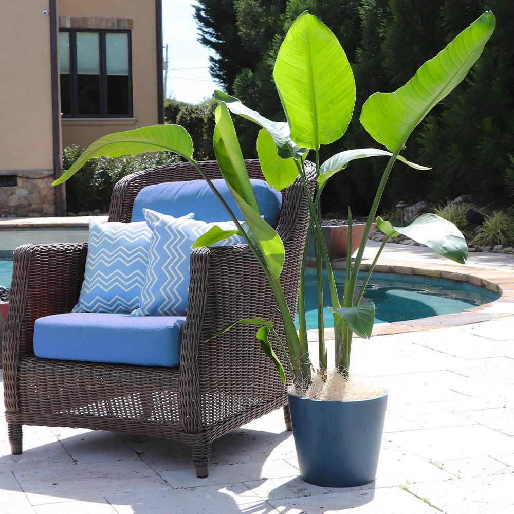 Bird Of Paradise - Orange 7 Bird Of Paradise - Orange - Image 5