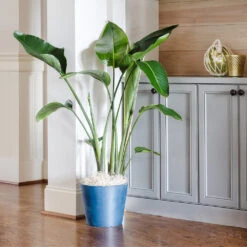 Bird Of Paradise - Orange 13 Bird Of Paradise - Orange -Green Plant Store Bird of Paradise 9