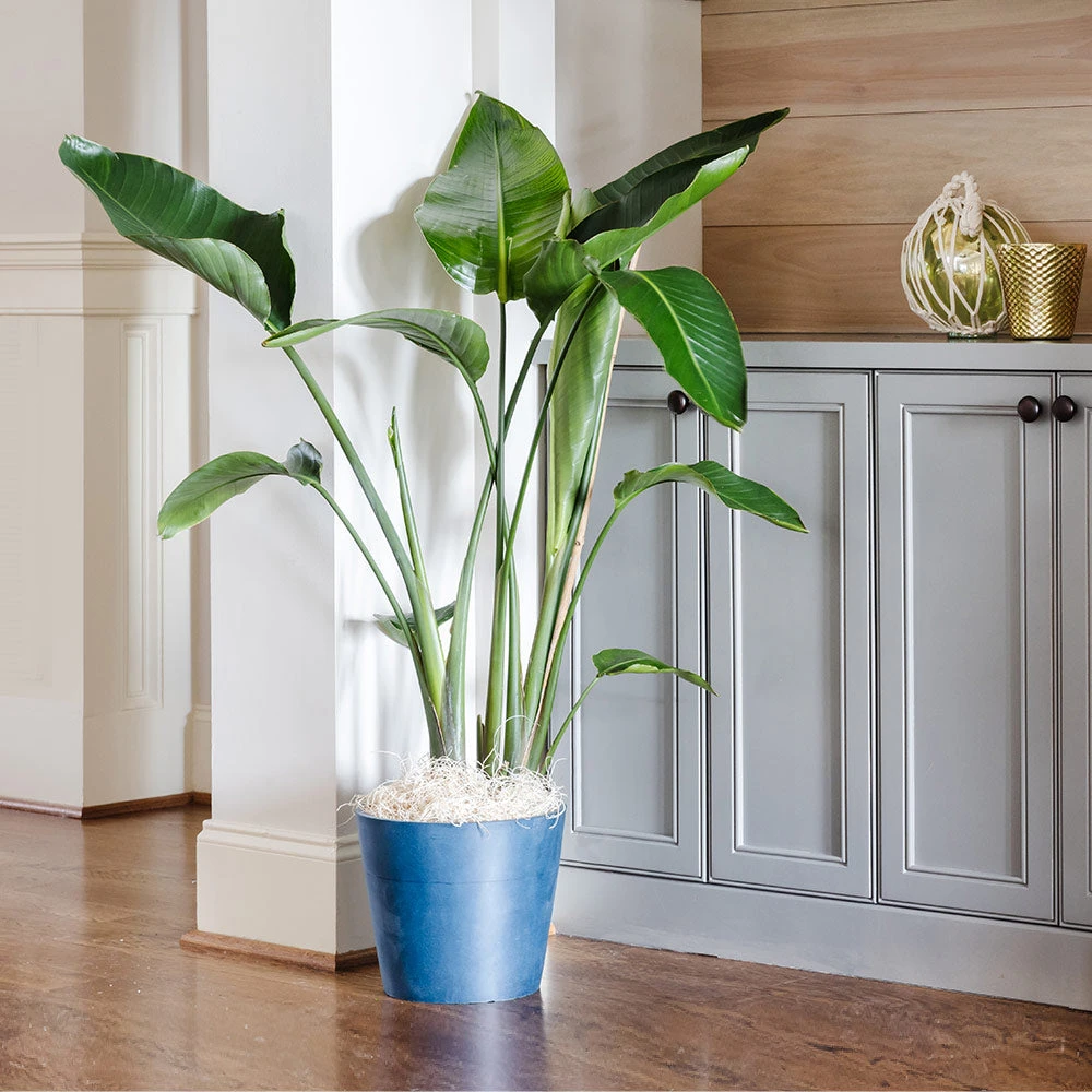 Bird Of Paradise - Orange 8 Bird Of Paradise - Orange - Image 6