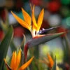 Bird Of Paradise - Orange -Green Plant Store Bird of Paradise FGT 600x600 45c0b3af 61f2 4c68 bd5b 0a844cfb7027