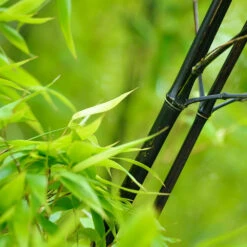 Black Bamboo -Green Plant Store Black Bamboo 1 FGT