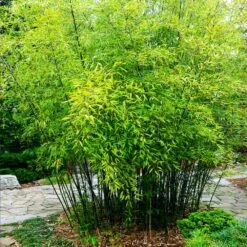 Black Bamboo -Green Plant Store Black Bamboo 3 FGT