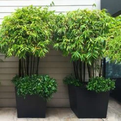 Black Bamboo -Green Plant Store Black Bamboo 7