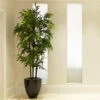 Black Bamboo 1 Black Bamboo -Green Plant Store Black Bamboo FGT 600x600 04de0fc5 1b5b 4ead b329 04b366290ad6