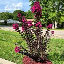 Black Diamond® Crape Myrtle - Mystic Magenta™ -Green Plant Store Black Diamon Magestic magenta Crape Myrtle31