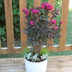 Black Diamond® Crape Myrtle - Mystic Magenta™ -Green Plant Store Black Diamon Magestic magenta Crape Myrtle 1
