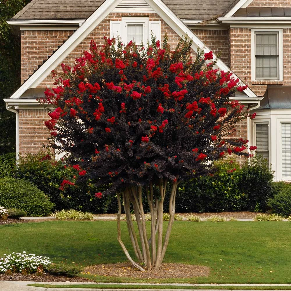Black Diamond® Crape Myrtle - Best Red™ 4 Black Diamond® Crape Myrtle - Best Red™ - Image 2