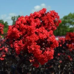 Black Diamond® Crape Myrtle - Best Red™ 9 Black Diamond® Crape Myrtle - Best Red™ -Green Plant Store Black Diamond Crape Myrtle 3 FGT