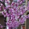 Black Pearl™ Redbud Tree -Green Plant Store Black Pearl Redbud Tree 350 Thumb 9eb186b3 173d 4fb3 a56d f2317de1acff